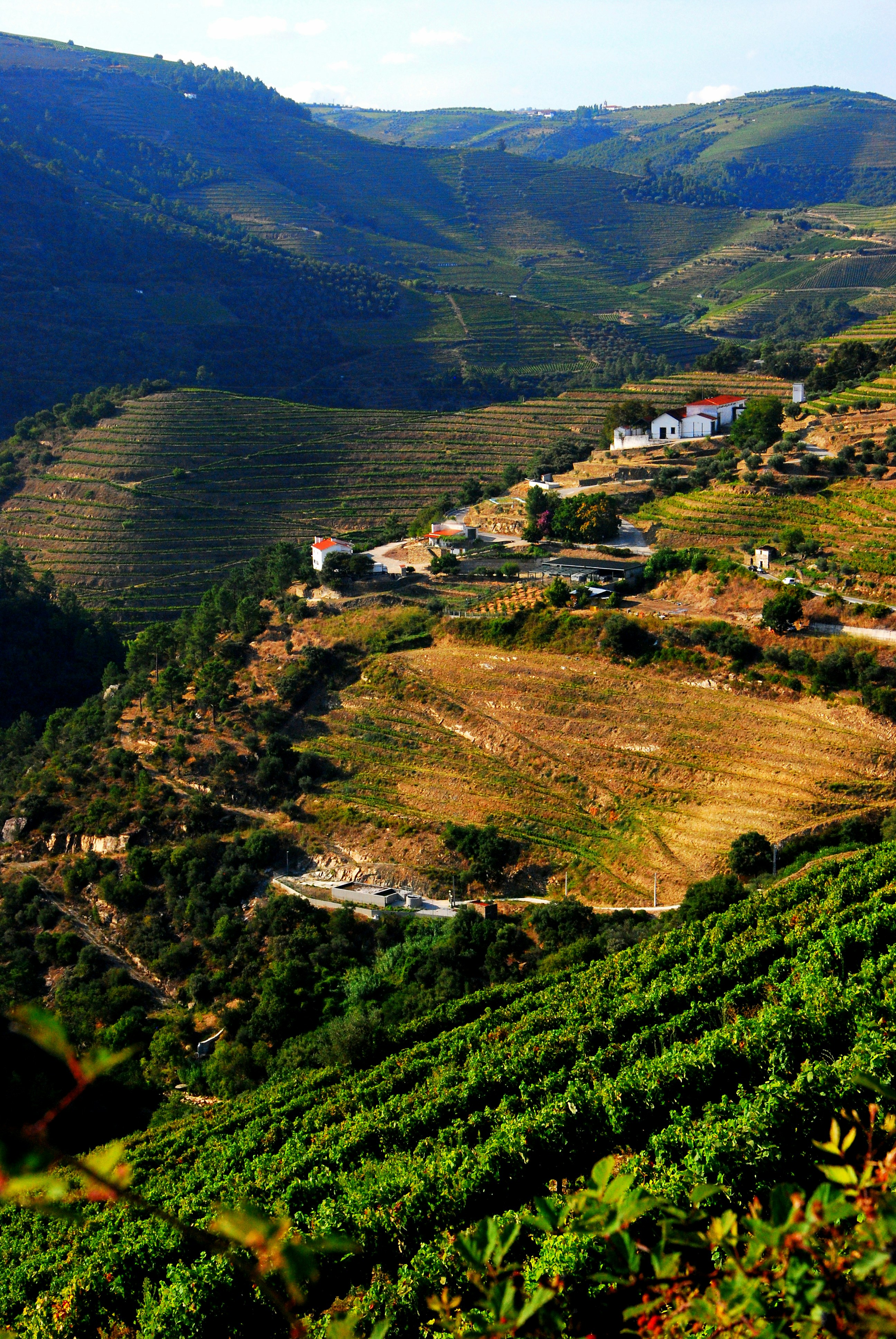 Aerial view of Burgundy vineyards
