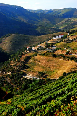 A panoramic view of rolling hills covered with orderly rows of grapevines in Tuscany.