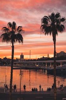 a group of palm trees next to a body of water