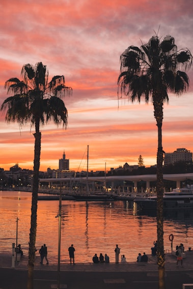 a group of palm trees next to a body of water