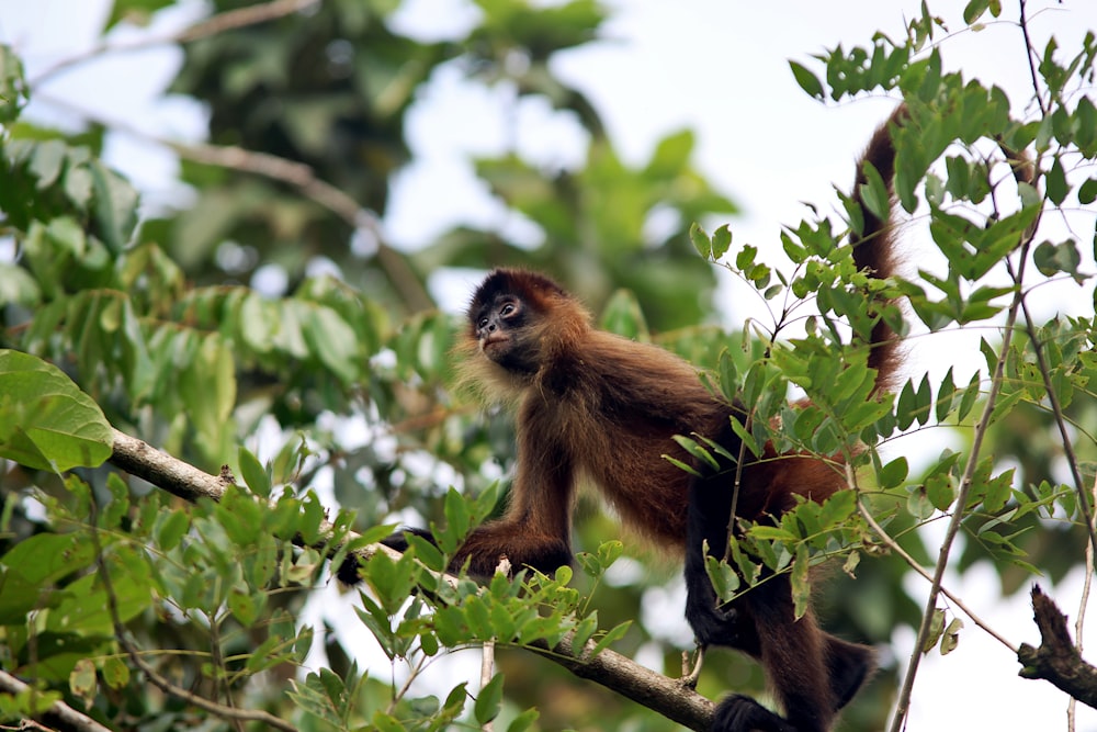 a monkey in a tree with green leaves