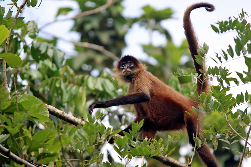 a monkey hanging on to a tree branch