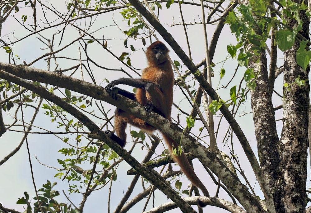 a monkey sitting on a tree branch in a tree