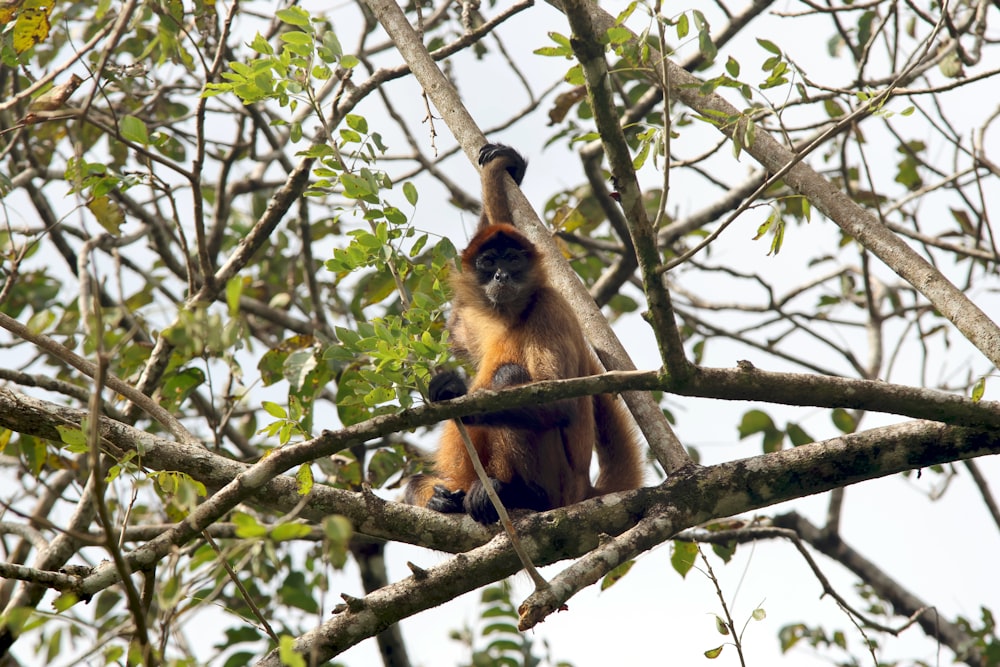 a monkey sitting on a tree branch in a tree