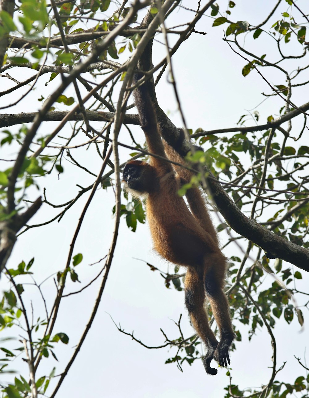 a monkey hanging on to a tree branch