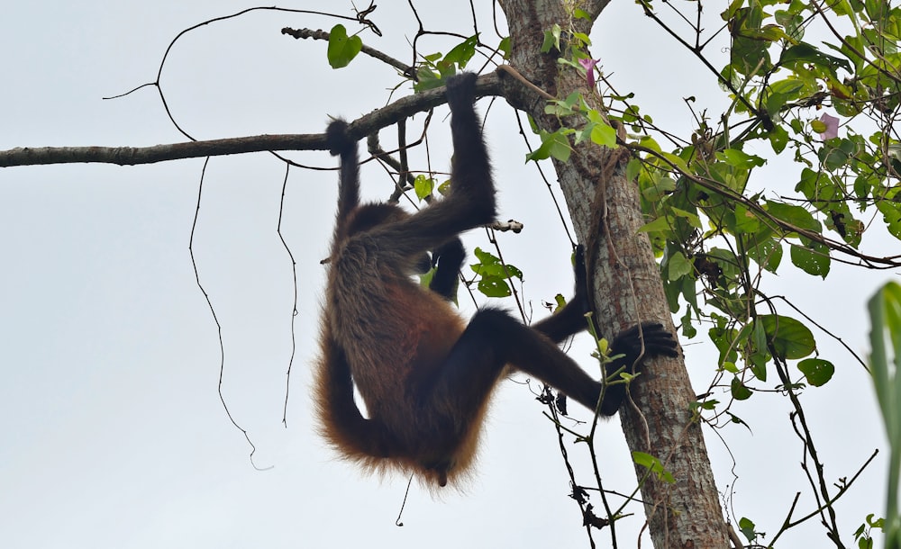 a monkey hanging on to a tree branch