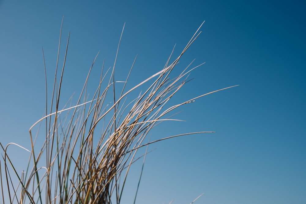 a tall grass plant with a blue sky in the background