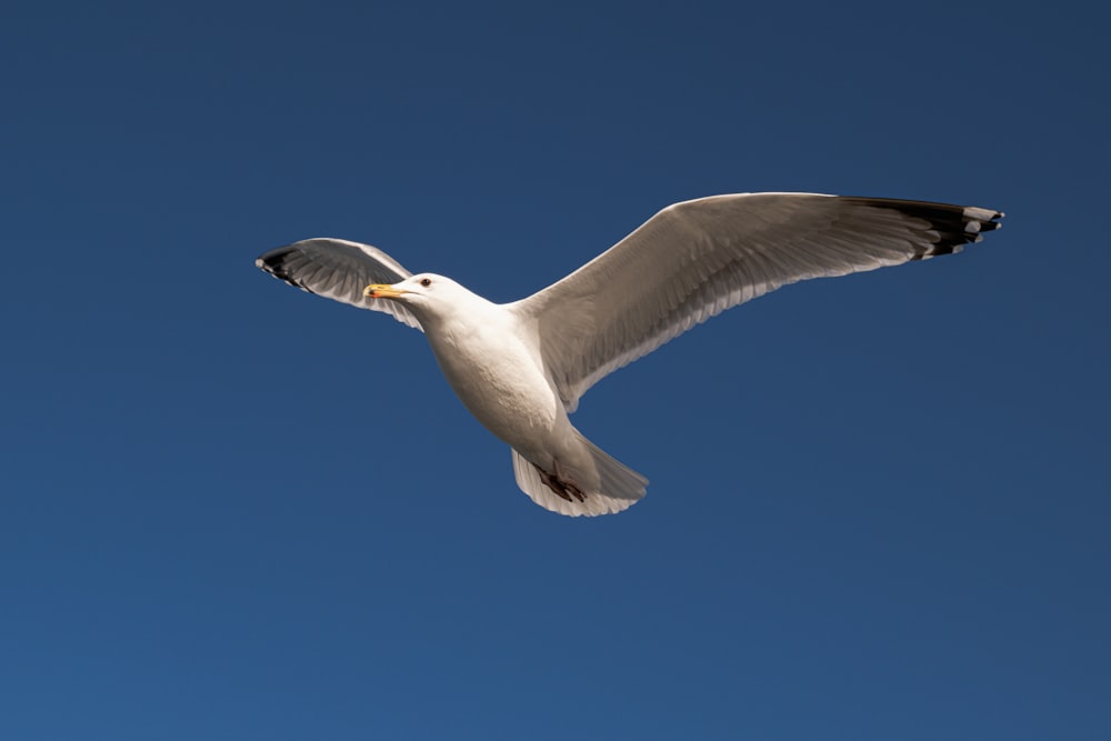 a seagull flying in a clear blue sky