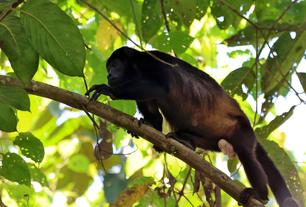 um macaco está sentado em um galho de árvore