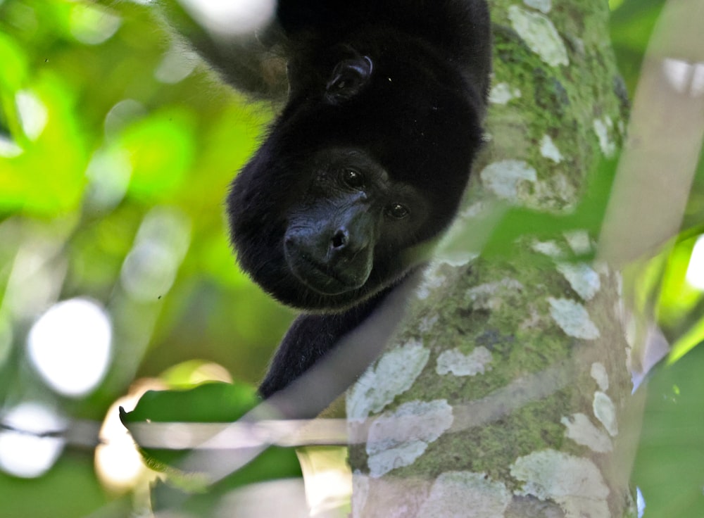 a black bear hanging from a tree branch