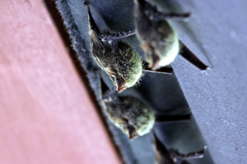 a group of little bats hanging upside down