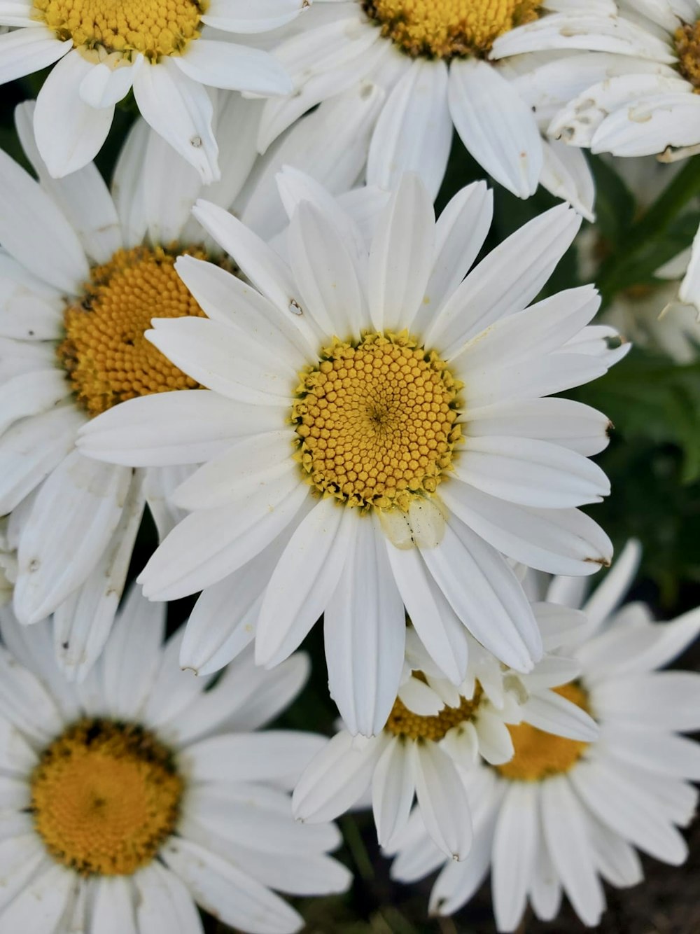 a bunch of white flowers with yellow centers
