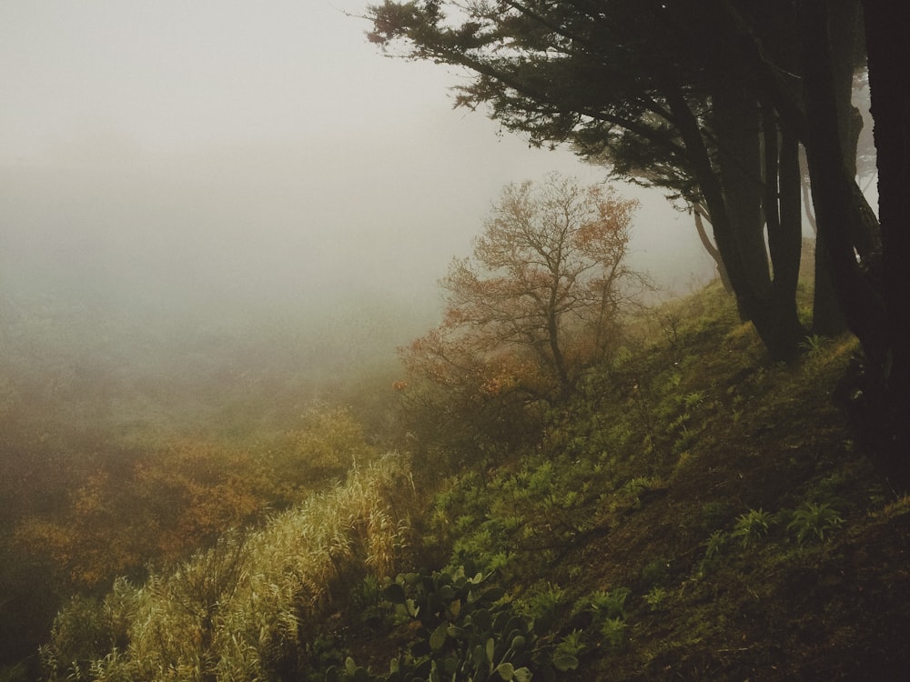 a foggy hillside with trees and bushes