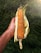 A roasted corn on the cob is being held by a hand. The corn husk is peeled back, revealing the charred and golden kernels. A slice of lemon is placed beside the corn, adding a hint of freshness. The background consists of green grass, creating a natural outdoor setting with sunlight coming from the top right corner.