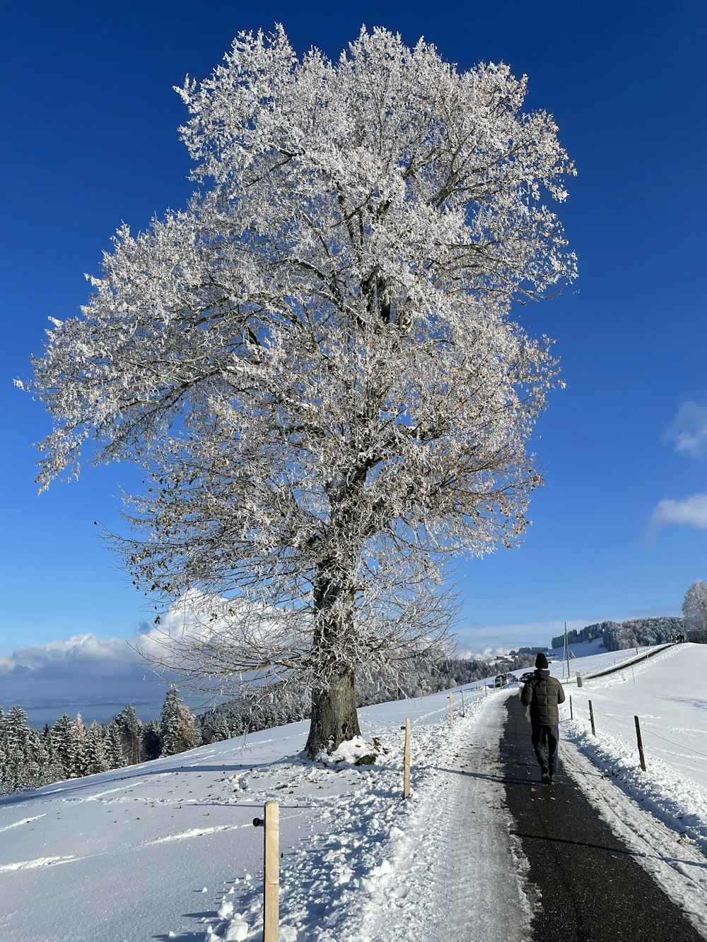 a man walking down a snow covered road next to a tree