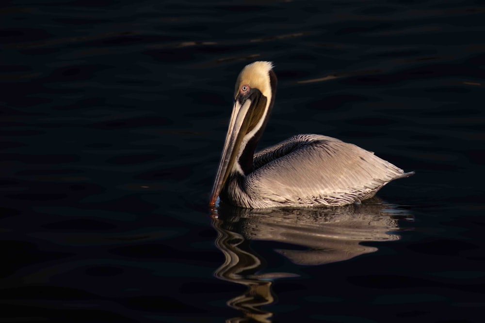 a pelican is swimming in the water
