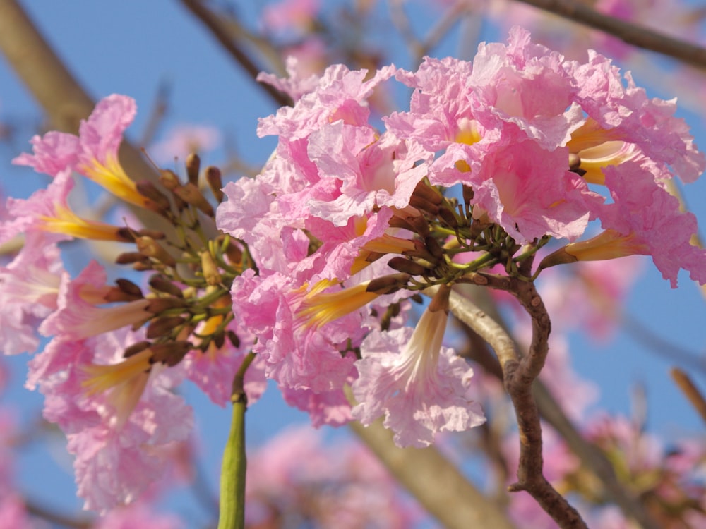 a close up of pink flowers on a tree