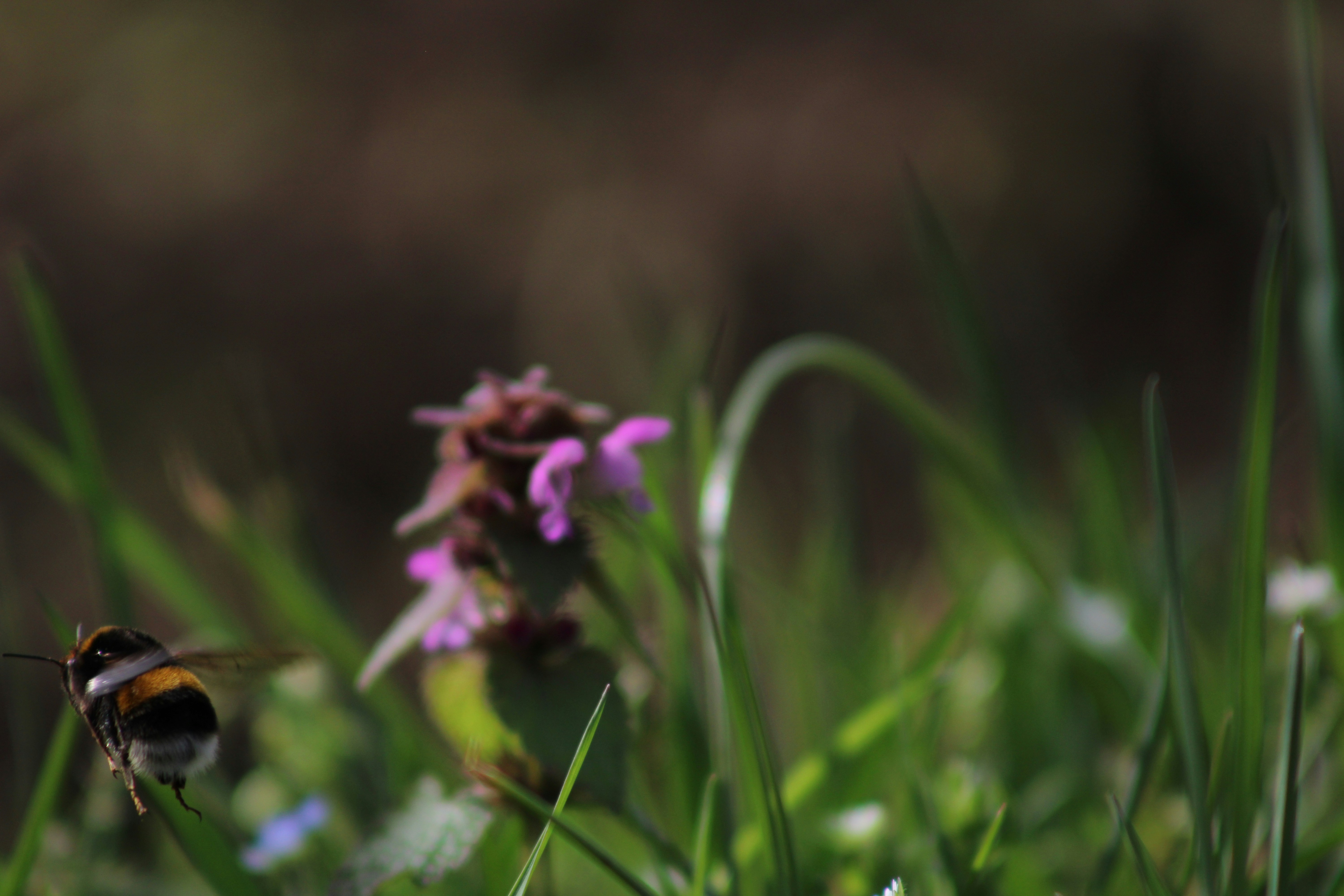 Photo by lucasarroyo