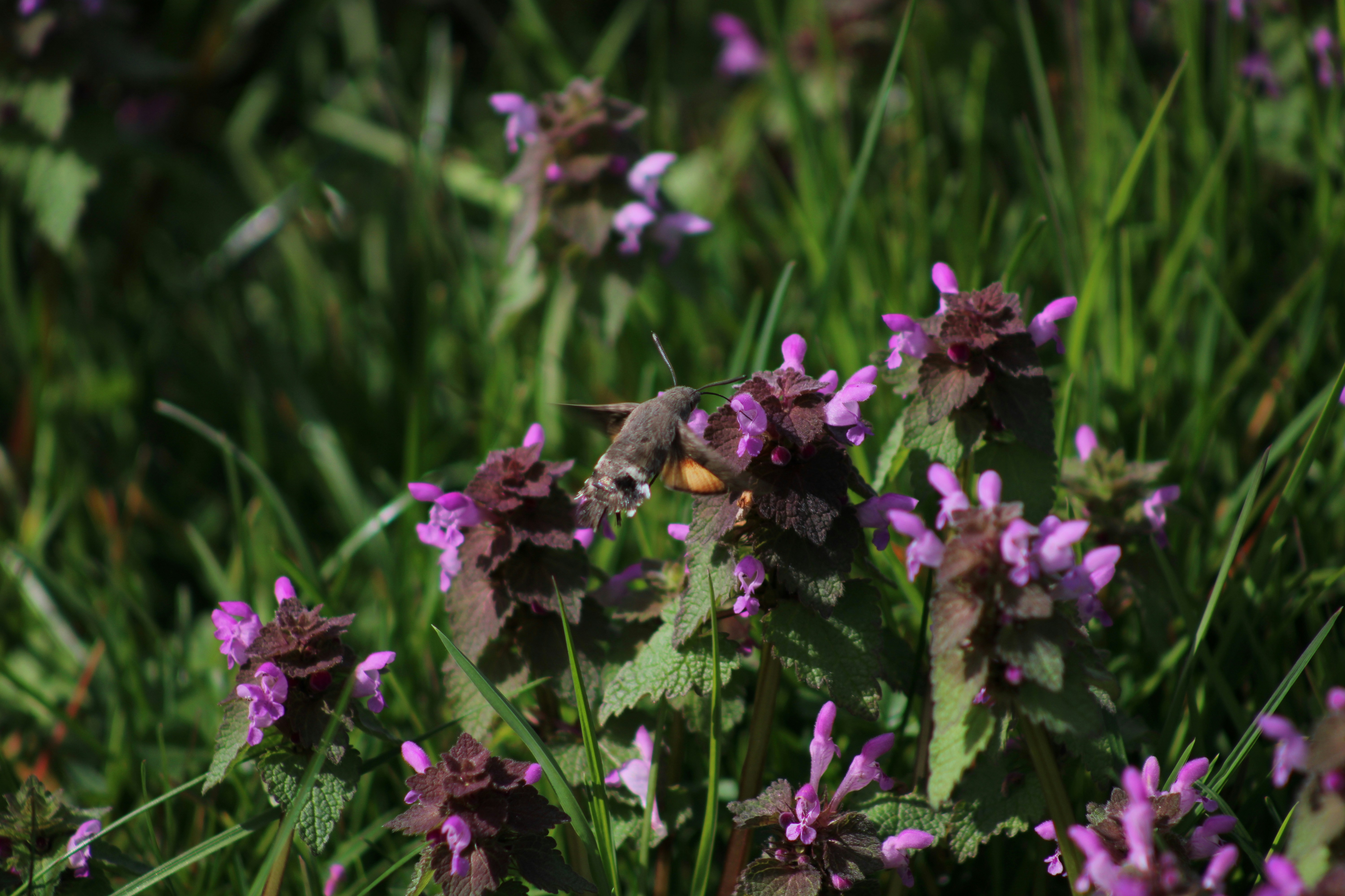 Photo by lucasarroyo