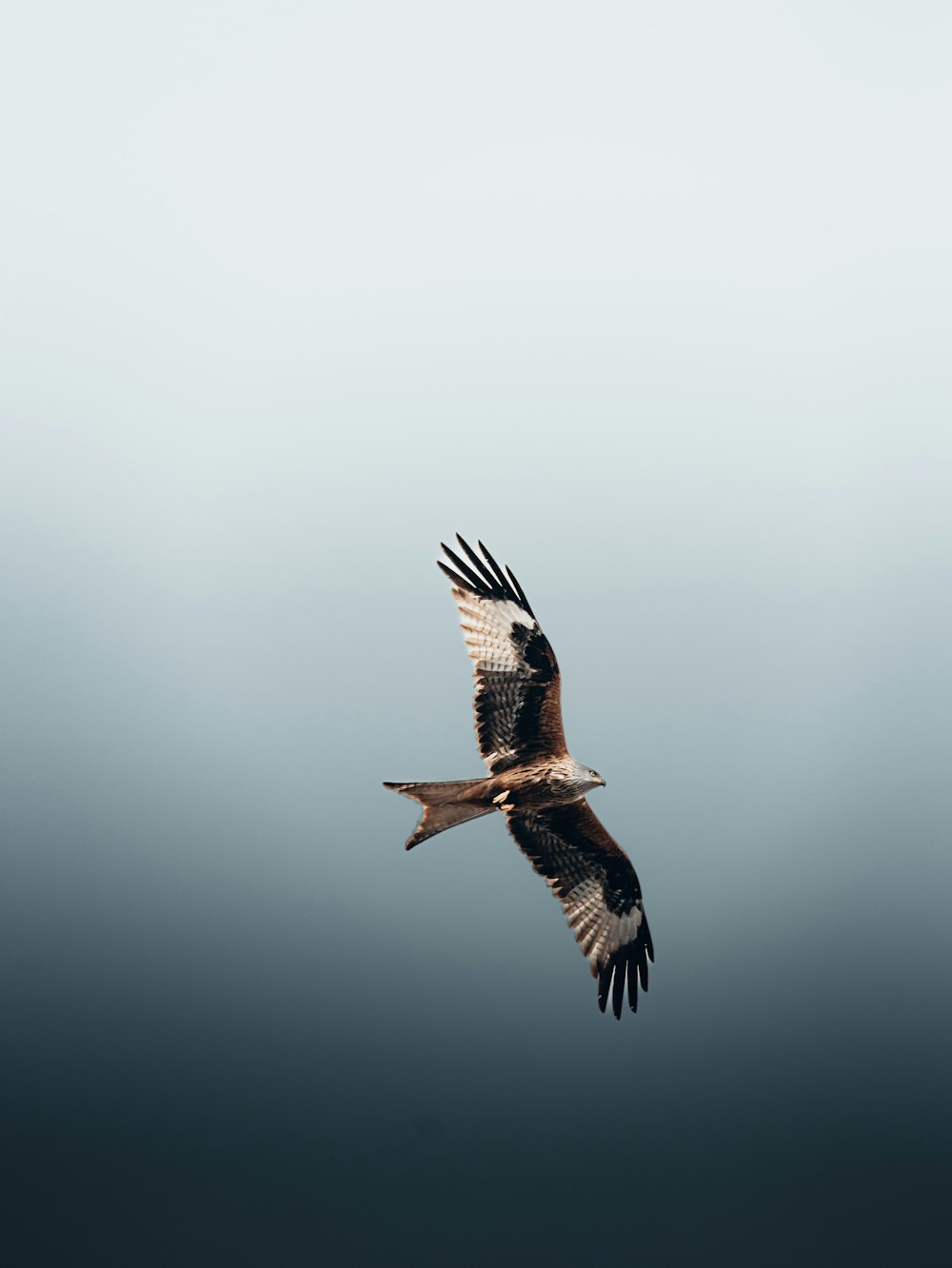 a large bird flying through a cloudy sky