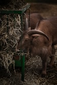 A goat with large curved horns is eating hay from a green metal feeder. The area is covered with dry straw, creating a rustic and natural setting. The goat appears calm and focused on its meal.