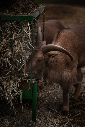 A goat with large curved horns is eating hay from a green metal feeder. The area is covered with dry straw, creating a rustic and natural setting. The goat appears calm and focused on its meal.