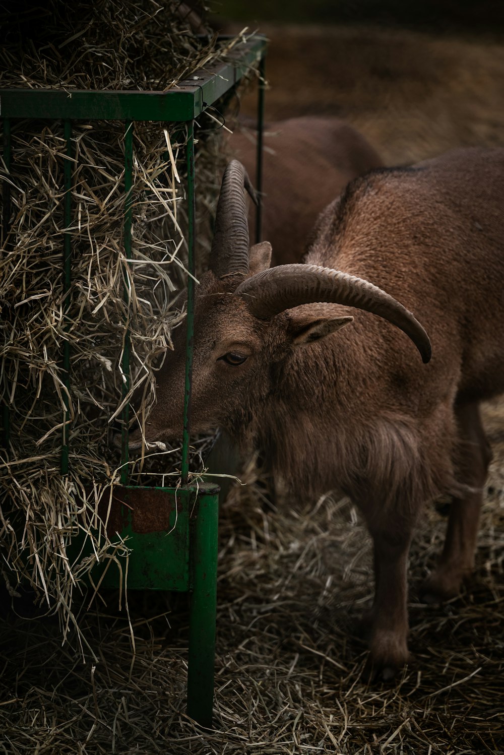 a brown goat standing next to a pile of hay