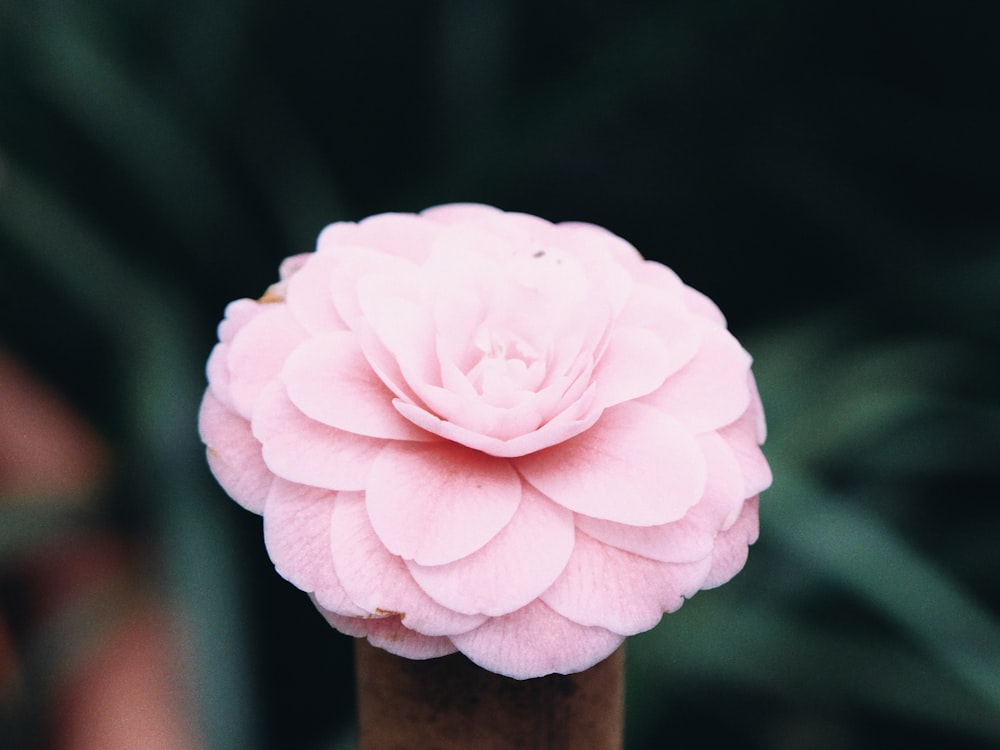 a pink flower sitting on top of a wooden pole