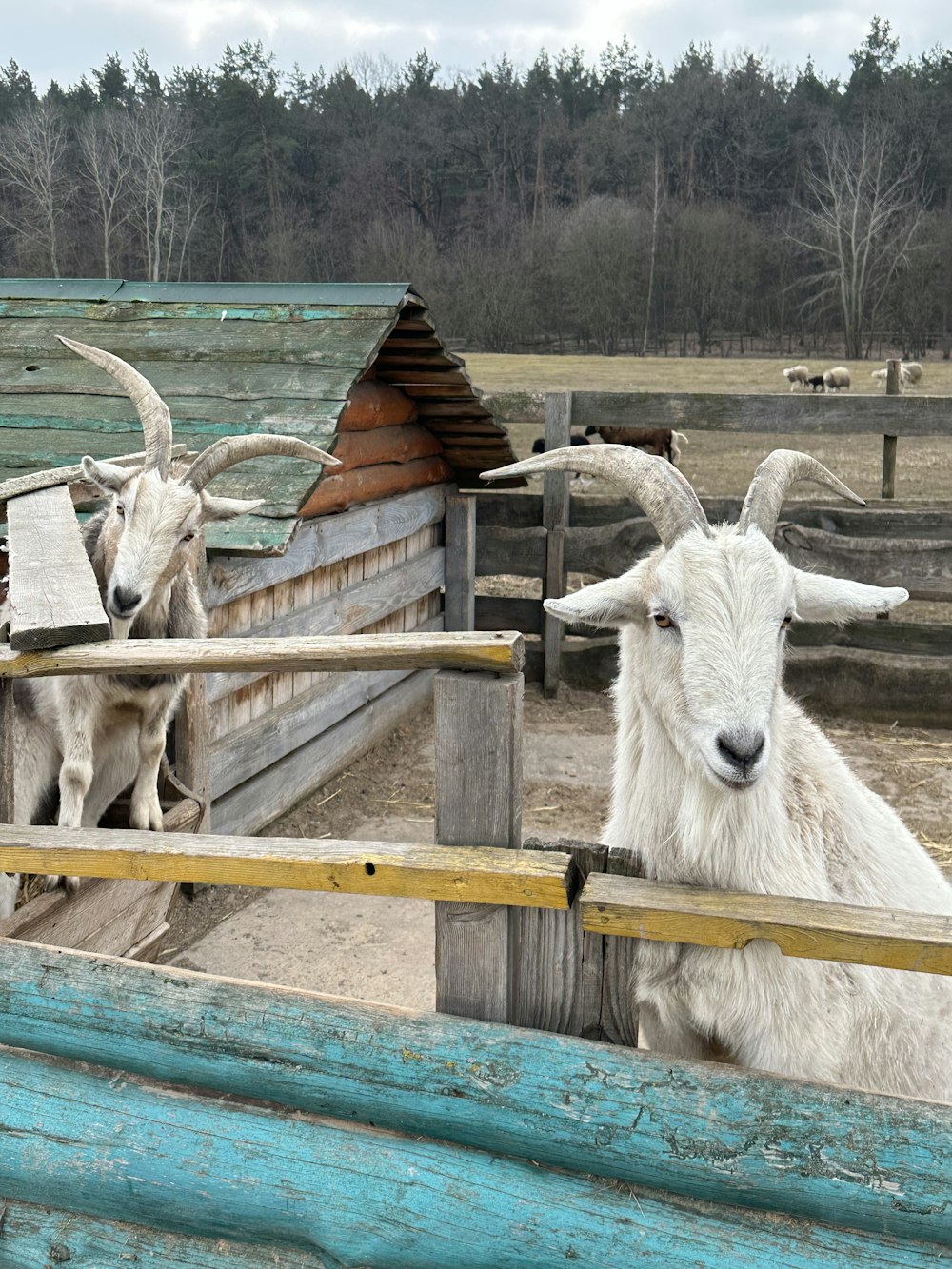 a couple of goats that are standing in a pen