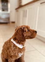A brown, curly-haired dog wearing a light-colored collar is sitting on the tiled floor of a modern kitchen. The dog is looking attentively to the right and appears calm and alert. The kitchen has beige cabinets and a stainless steel appliance in the background.
