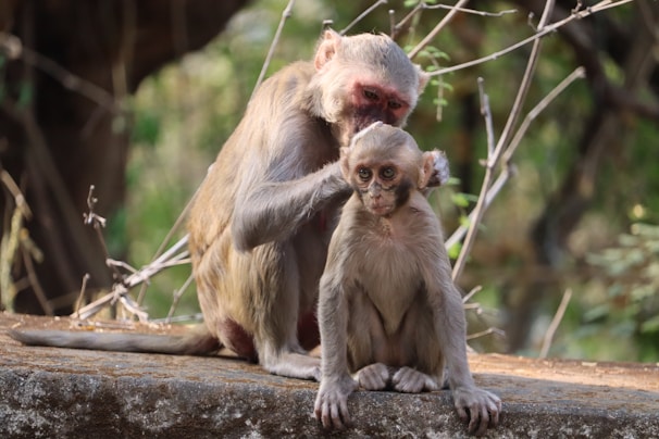 A mother monkey is grooming its young, sitting on a stone surface surrounded by branches and blurred greenery in the background.