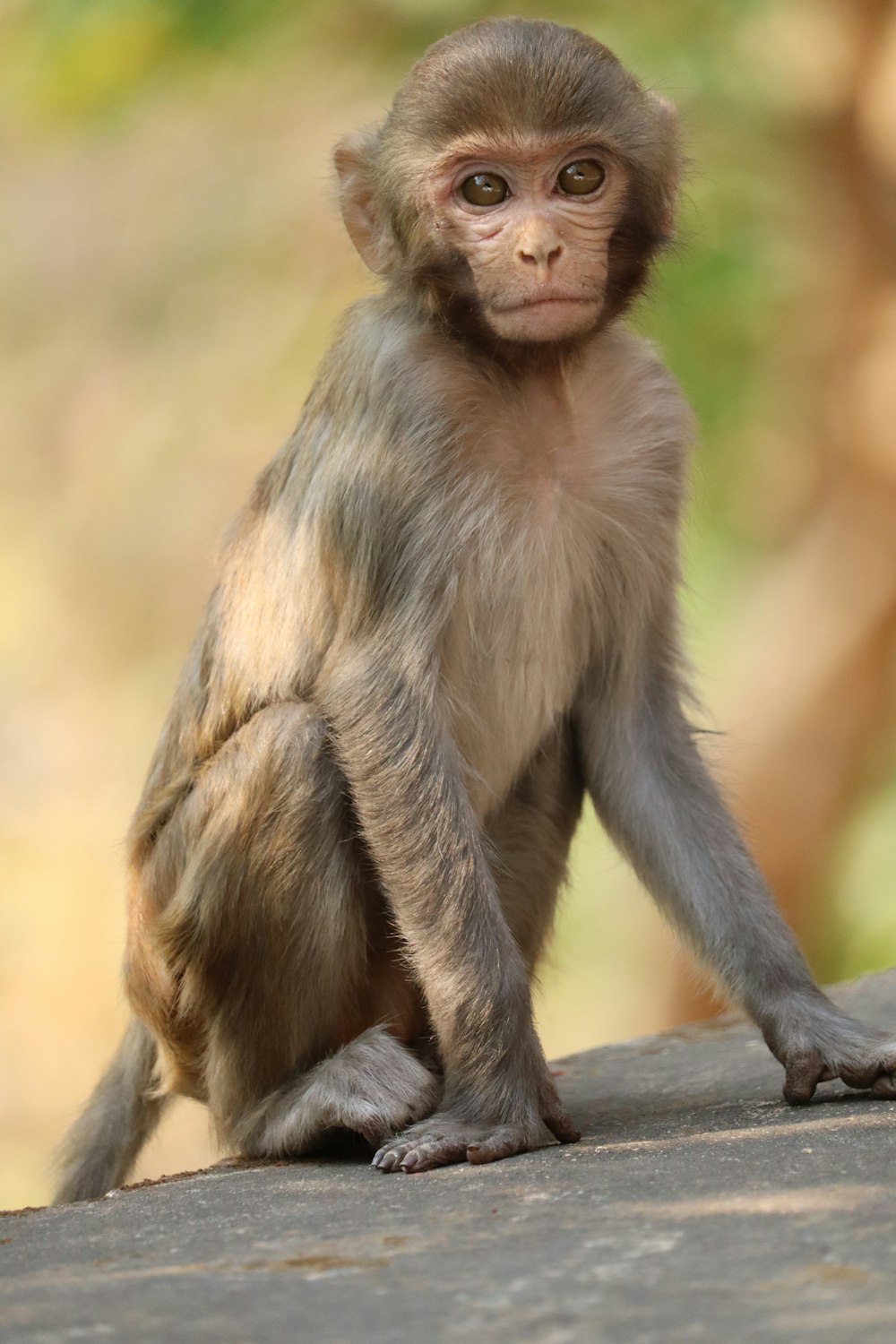 a small monkey sitting on top of a rock