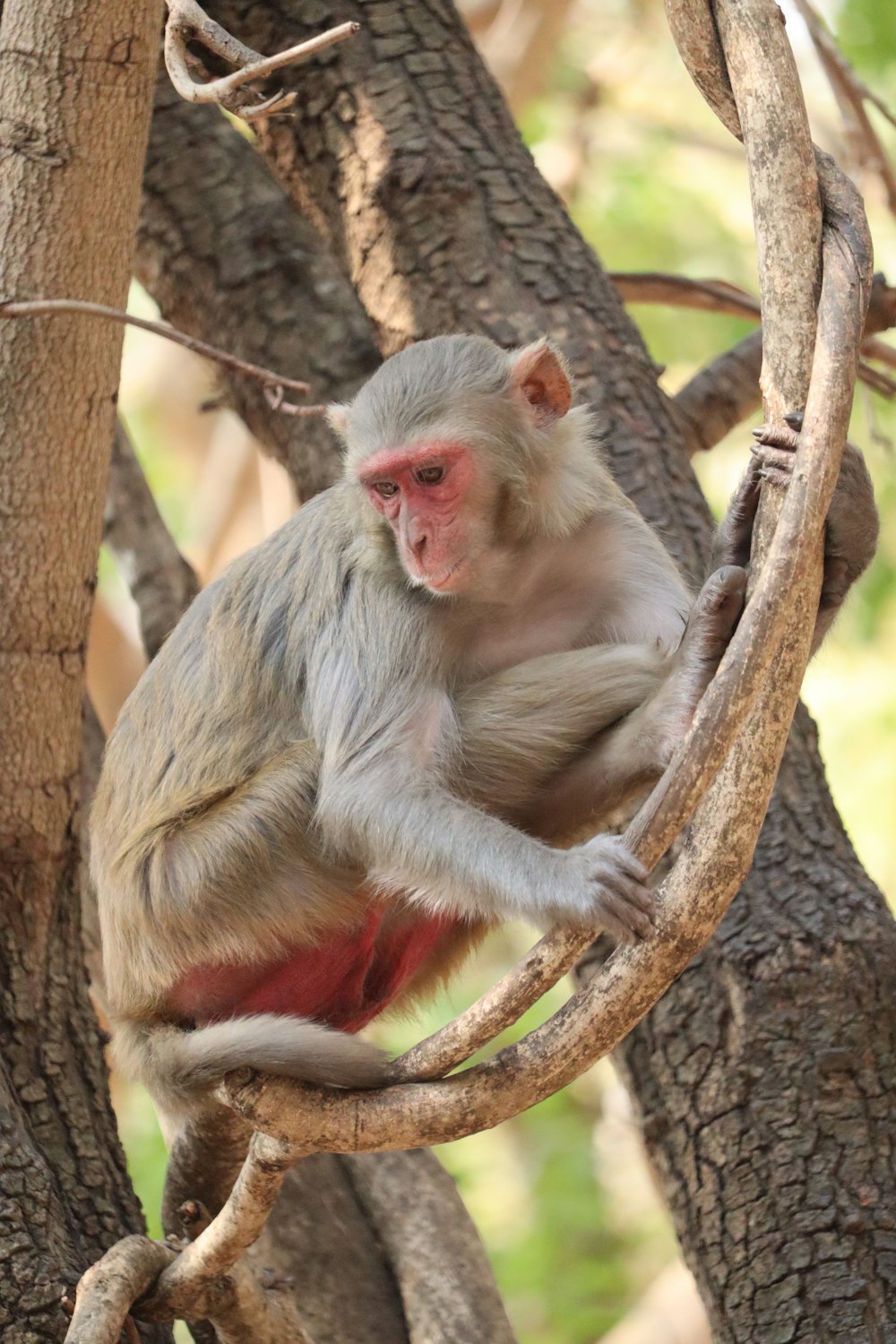 a monkey sitting on a tree branch in a forest