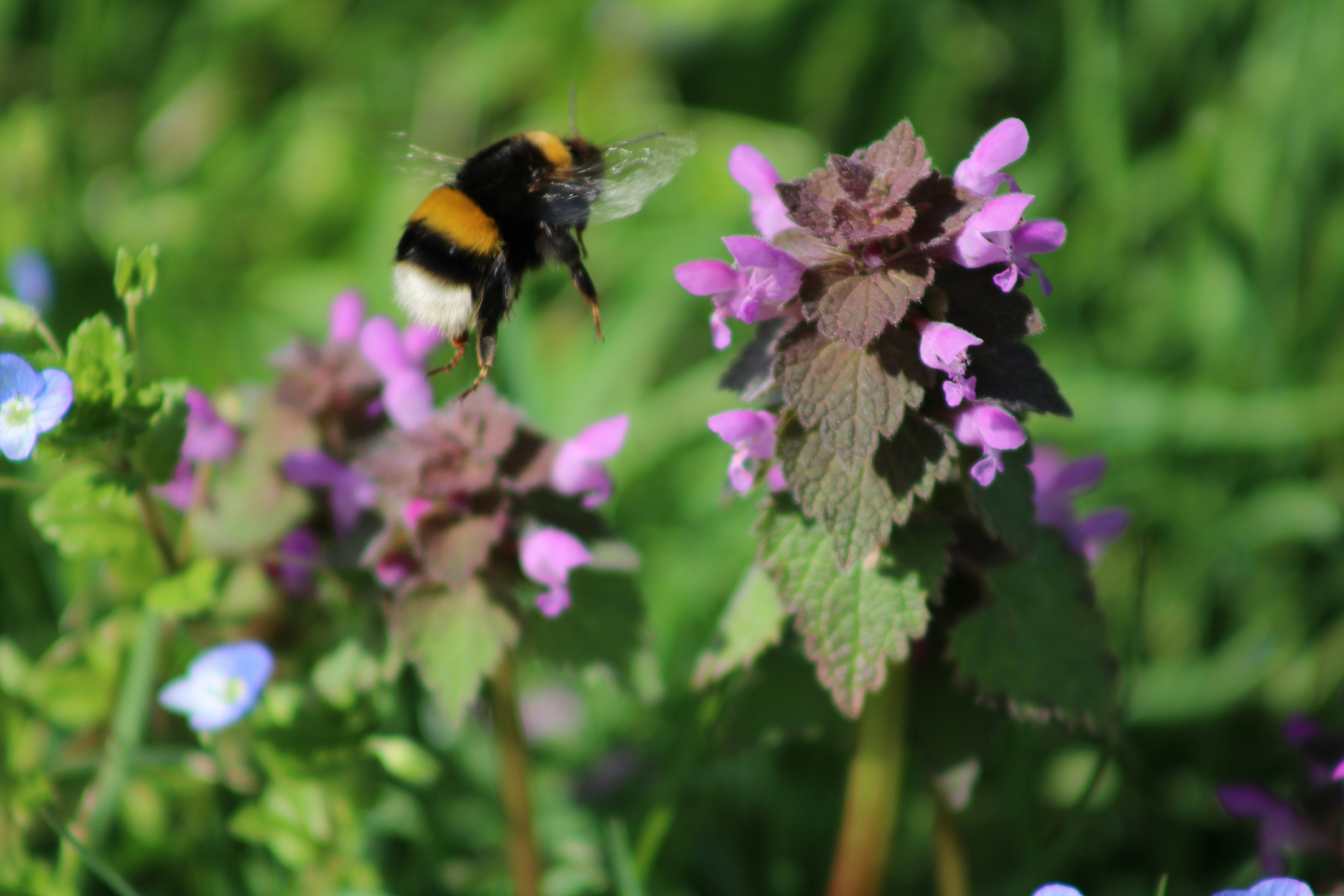 Photo by lucasarroyo