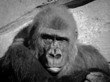 A close-up, black and white image of a gorilla displaying its distinct facial features and textured fur. The gorilla's eyes appear deep and expressive against its strong facial structure. The background is a contrast of light and dark shades, highlighting the gorilla's presence.