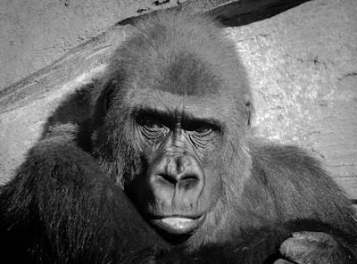 A close-up, black and white image of a gorilla displaying its distinct facial features and textured fur. The gorilla's eyes appear deep and expressive against its strong facial structure. The background is a contrast of light and dark shades, highlighting the gorilla's presence.