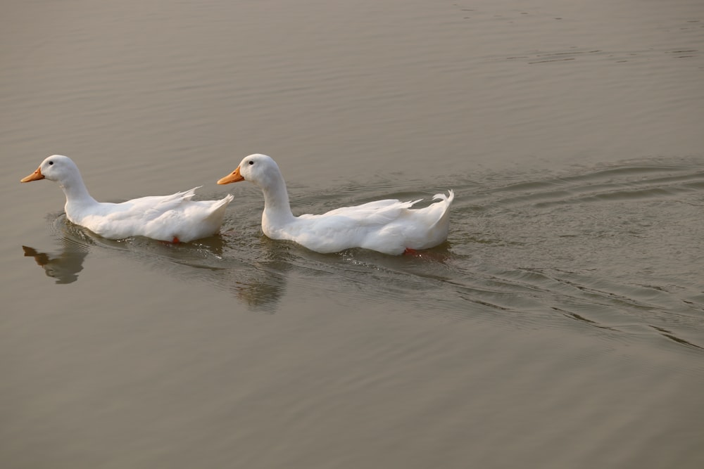 two white ducks are swimming in the water