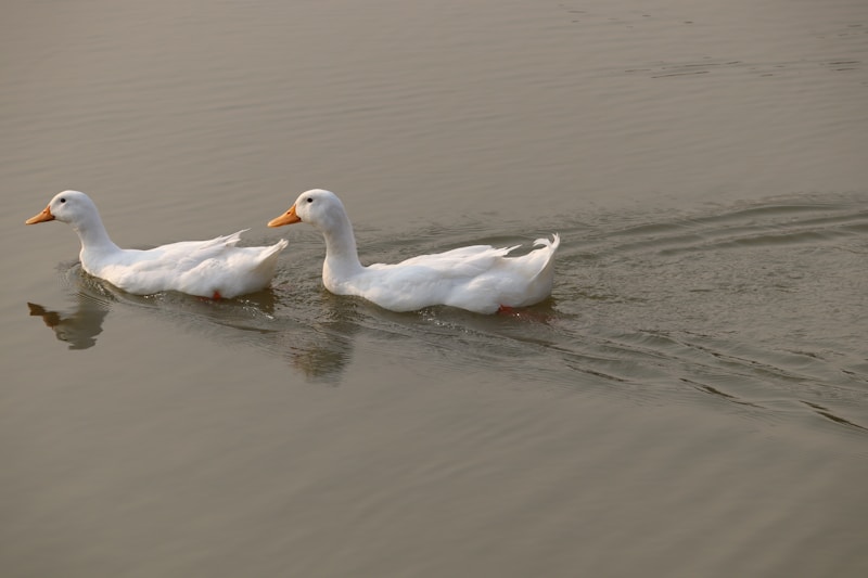 Twin ducks gliding together