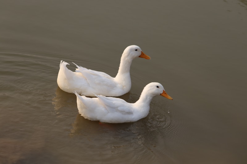 White ducks in peaceful water