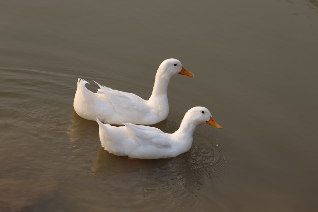 Can White Ducks Fly?
