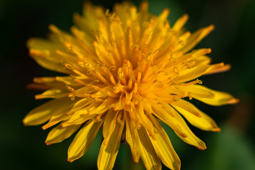 a yellow flower with drops of water on it