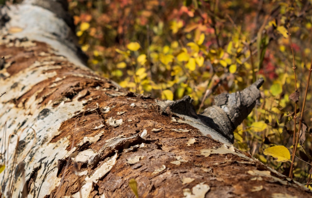 a close up of a tree trunk in a forest