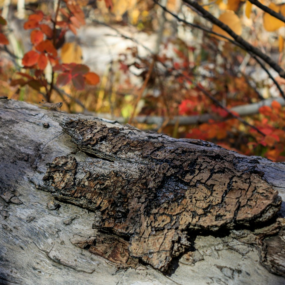 a close up of a tree trunk with leaves in the background