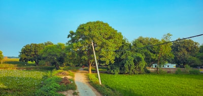 A rural landscape featuring a dirt pathway surrounded by lush green fields and dense trees under a clear blue sky. The scene includes power lines and a distant view of a building nestled among the trees.