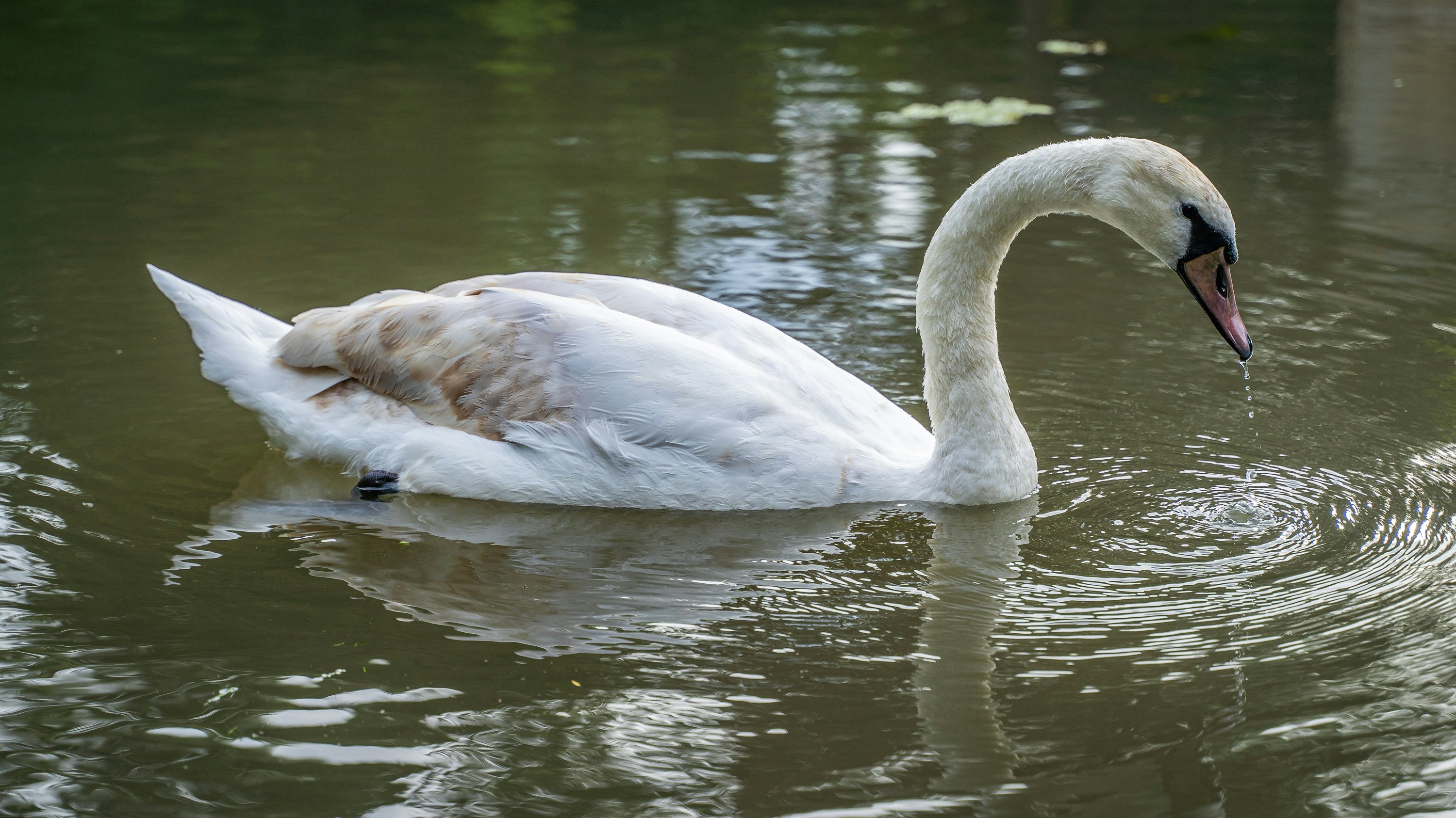 Photo by marwin_1972