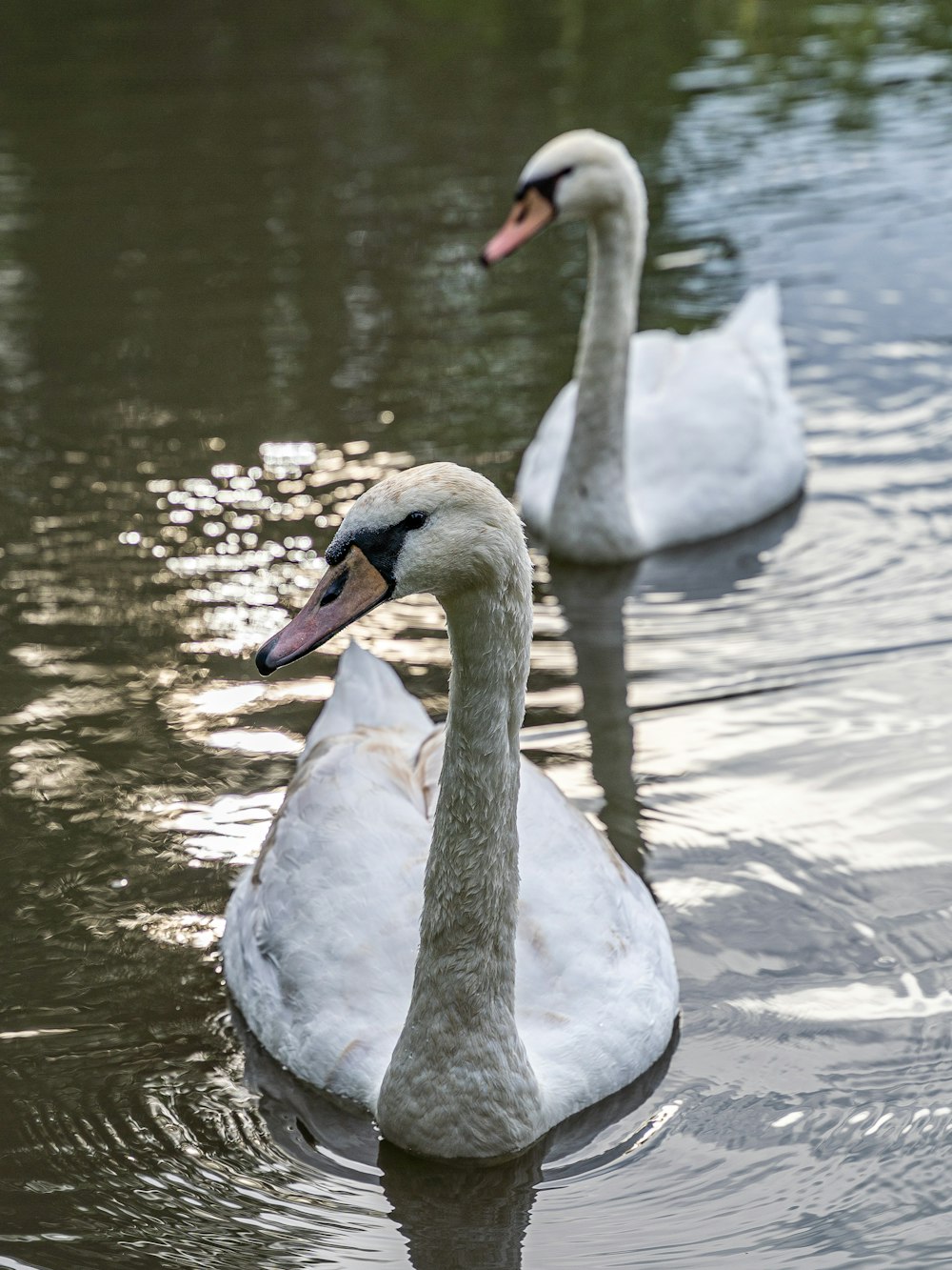 two white swans swimming in a pond