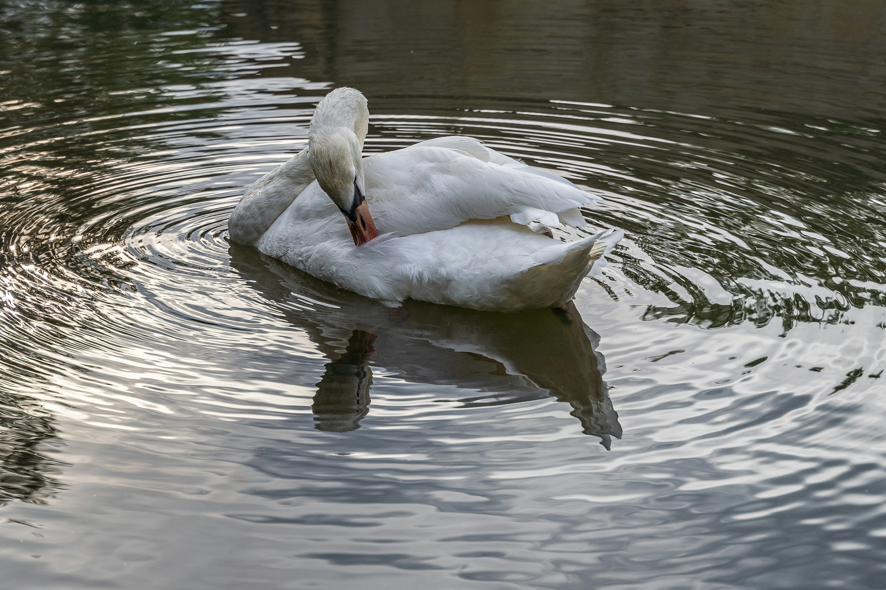 Photo by marwin_1972