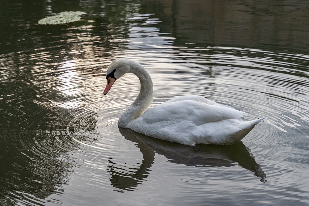 a white swan is swimming in a pond