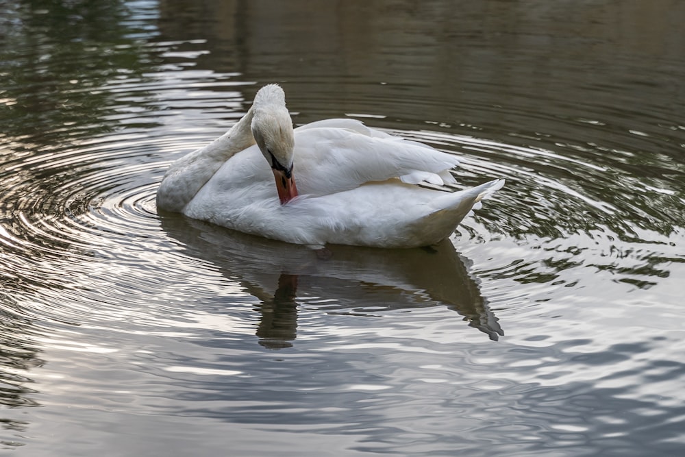 a white swan floating on top of a body of water