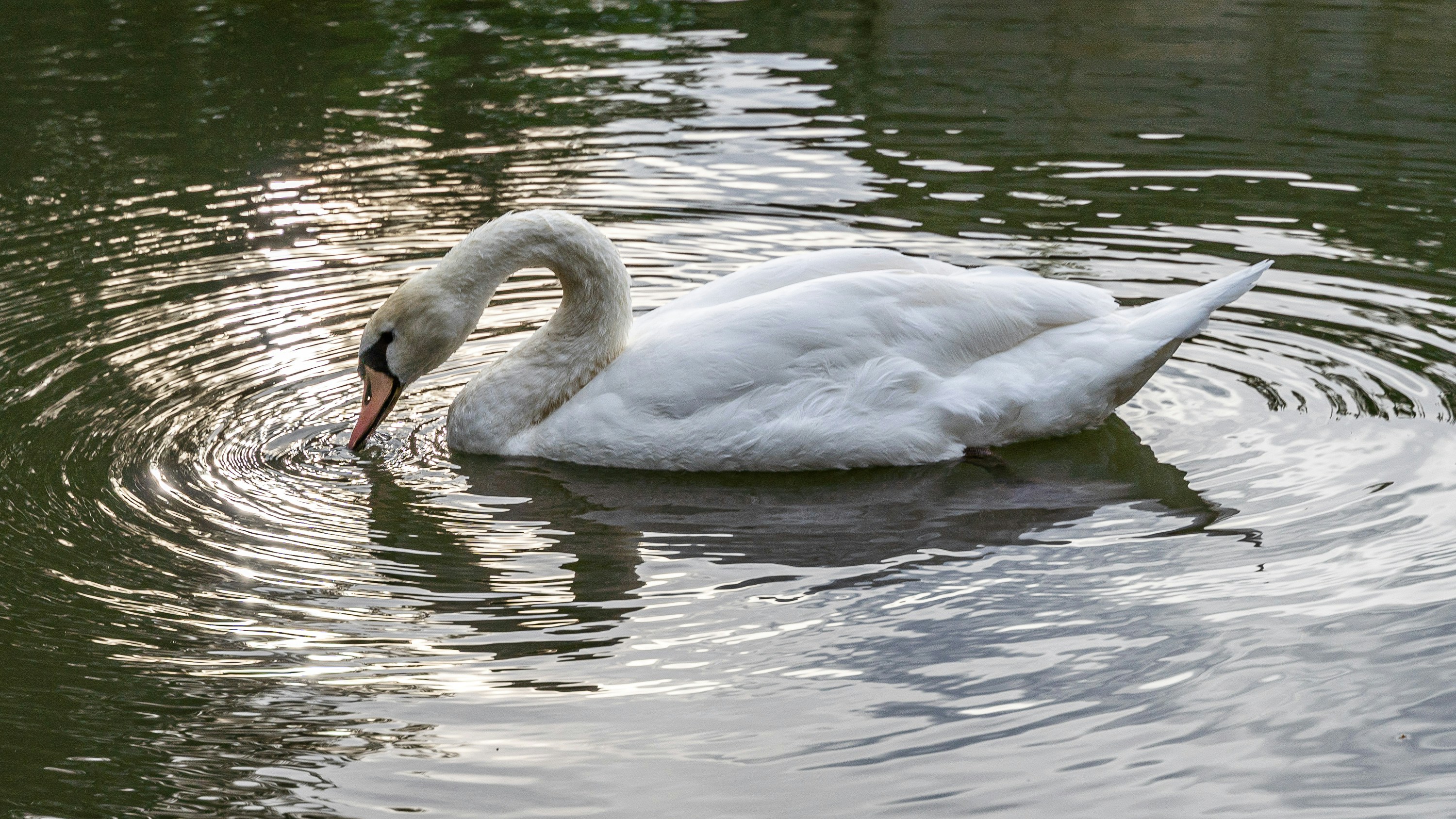 Photo by marwin_1972